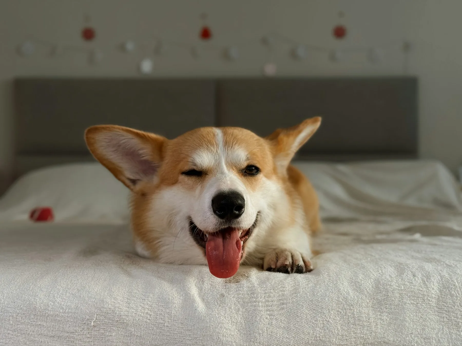 A corgi relaxing on a bed
