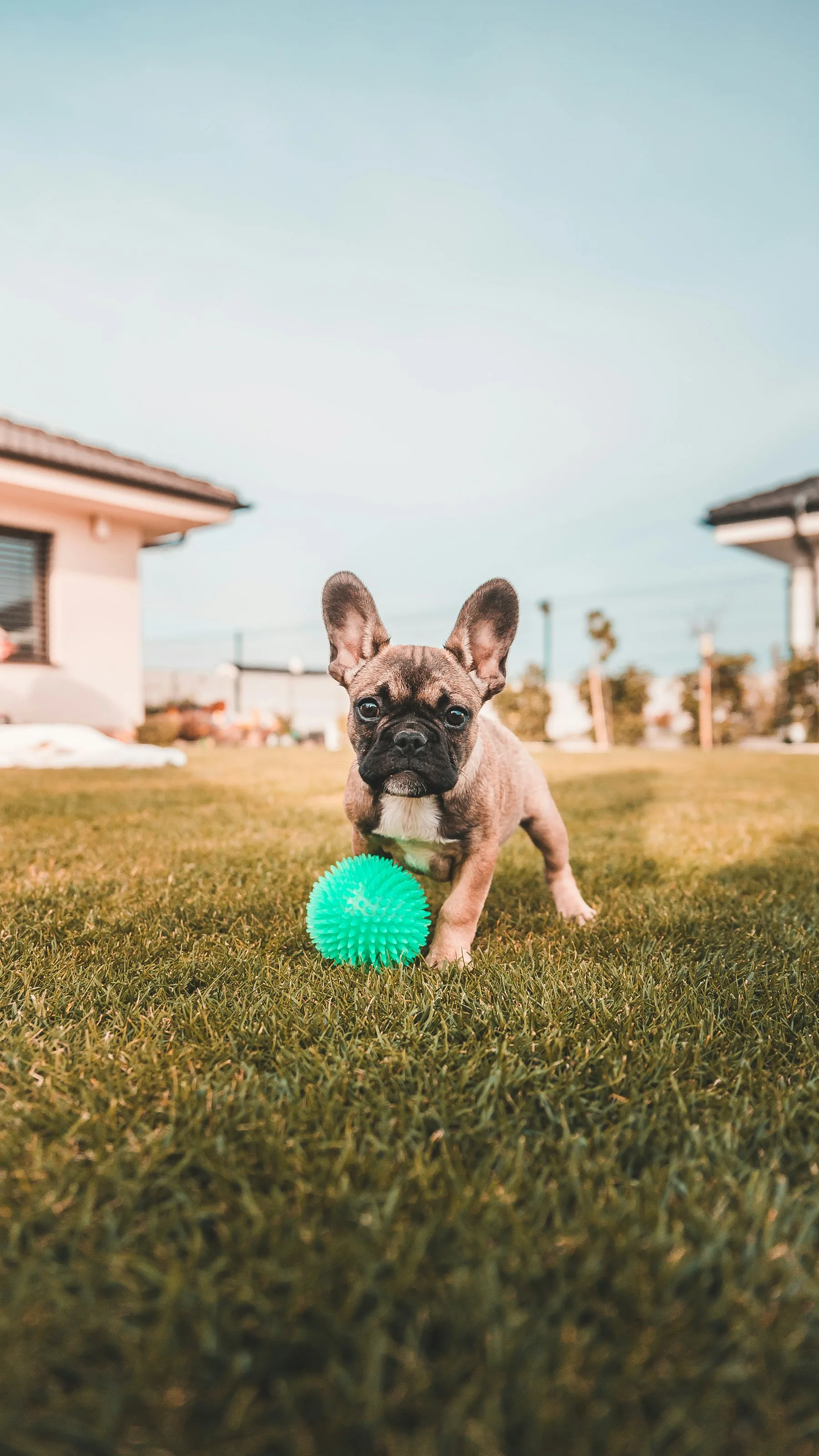 A French bulldog puppy playing with a turquoise ball on the grass