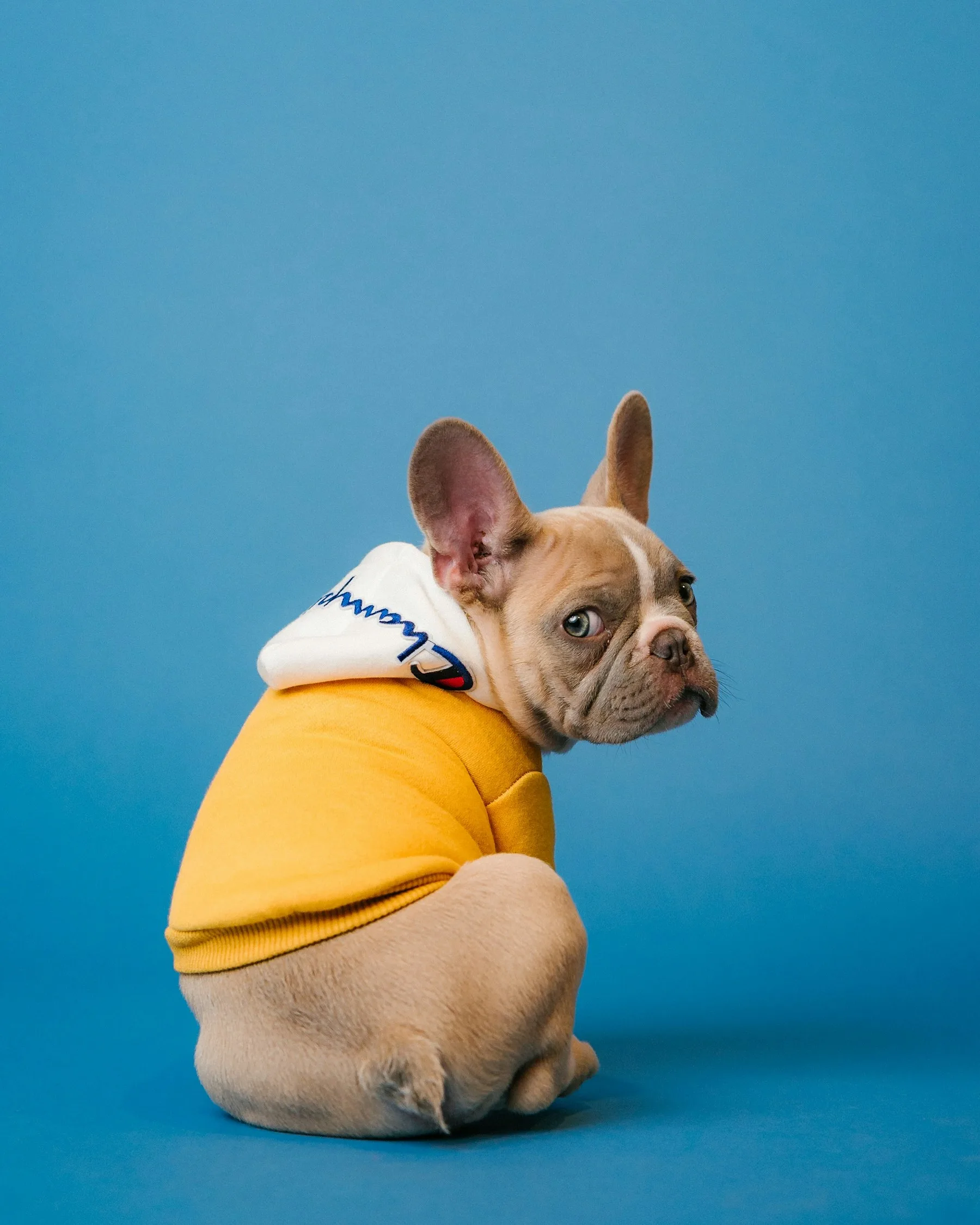 A French bulldog wearing a yellow hoodie against a blue background